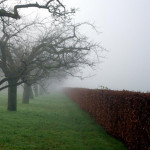 Mist omhult de stilte van de tuin.